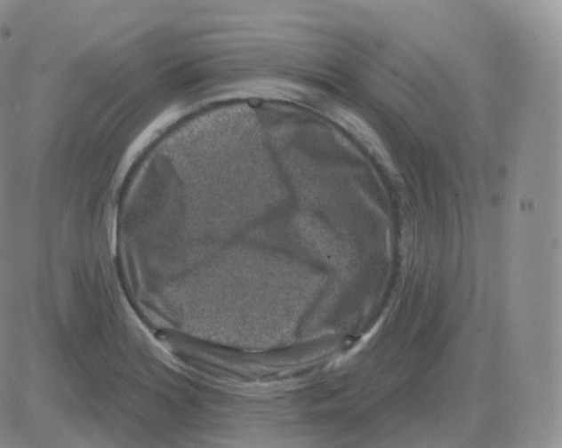 X0000082681180200702232130