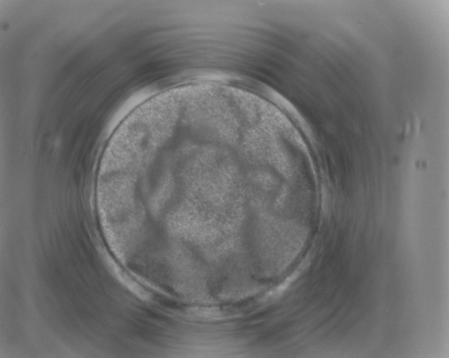 X0000082681194200702232130