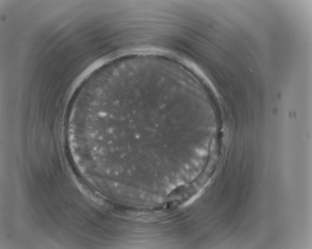 X0000082681229200702232130