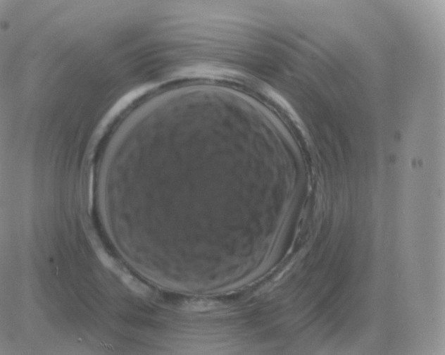 X0000082681323200702232128