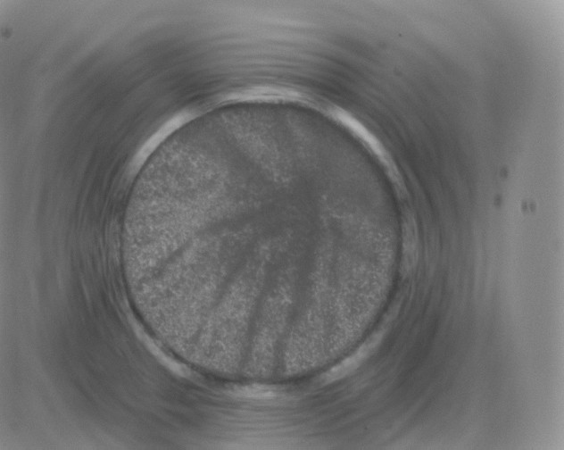 X0000082681329200702232128