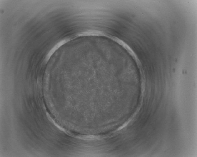 X0000082681337200702232128