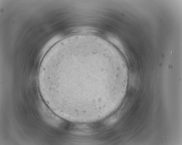 X0000082681338200702232128