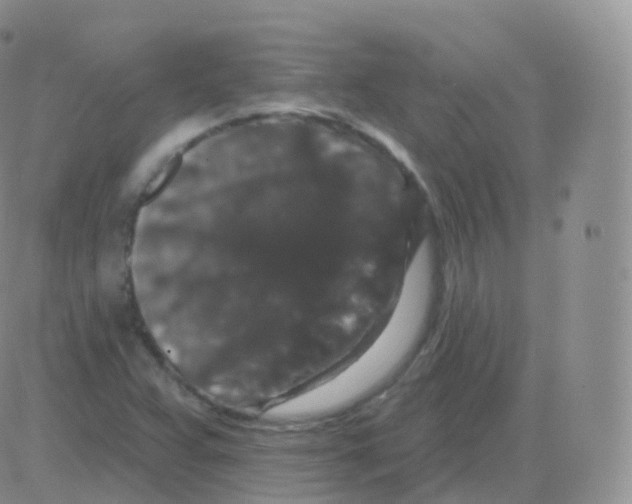 X0000082681359200702232127