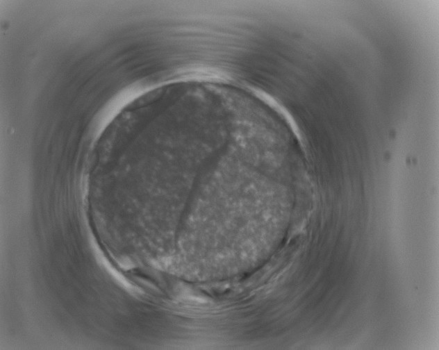 X0000082681383200702232127