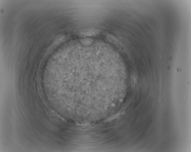 X0000082681393200702232126