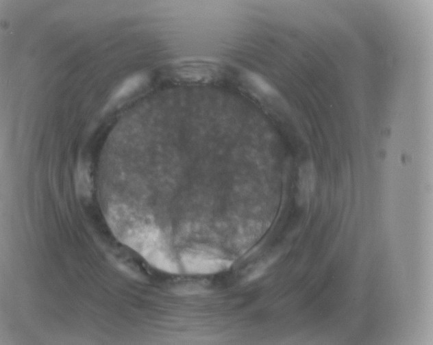 X0000082681394200702232126