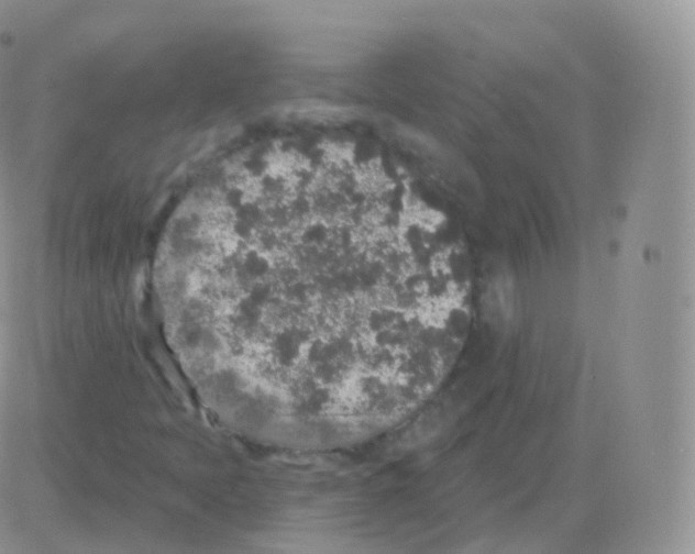 X0000082681397200702232126