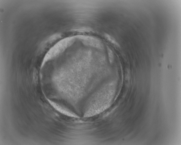 X0000082681398200702232126