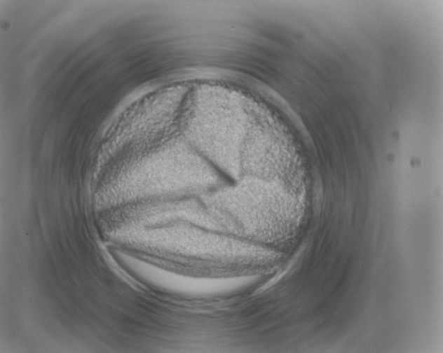 X0000082681417200702232126