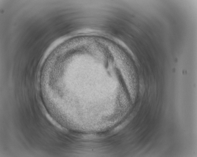 X0000082681421200702232126