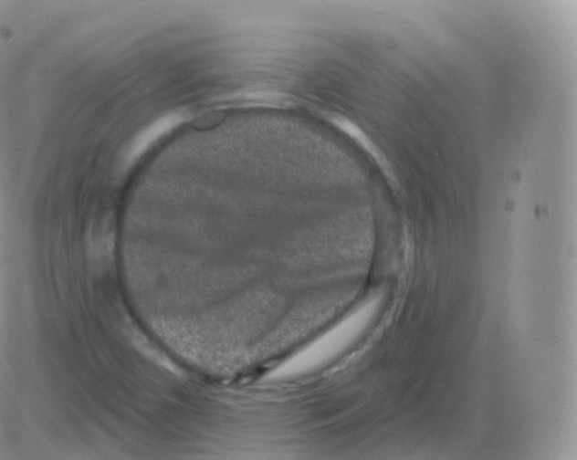 X0000082681450200702232126