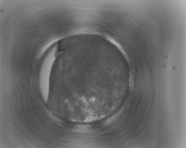 X0000082681453200702232126