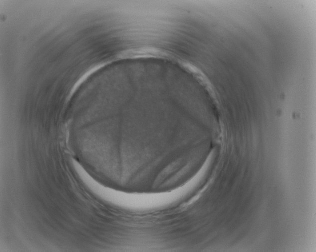 X0000082681457200702232126