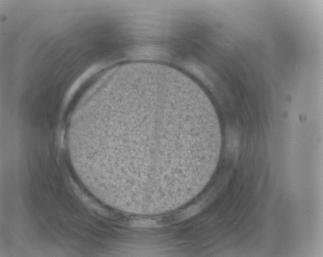 X0000082681462200702232126