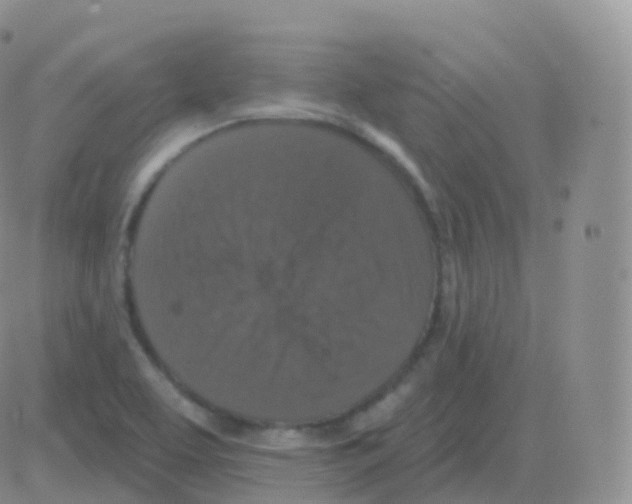 X0000082681463200702232125