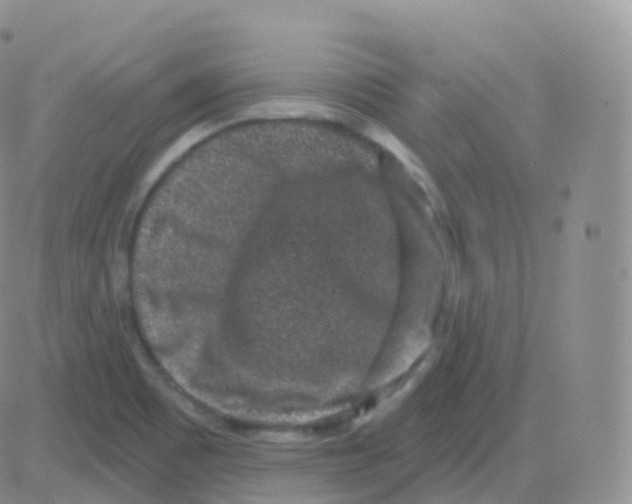 X0000082681465200702232125