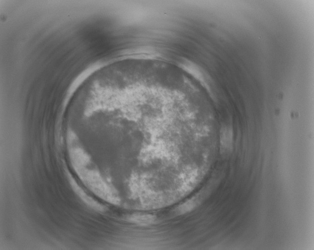 X0000082681466200702232125