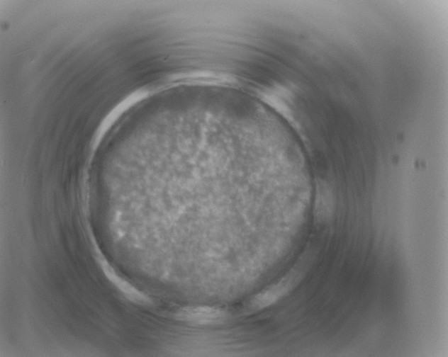 X0000082681474200702232125