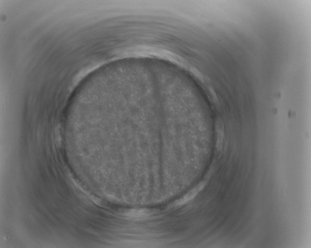 X0000082681497200702232124