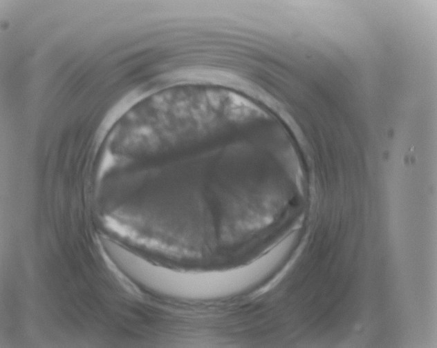 X0000082681529200702232125