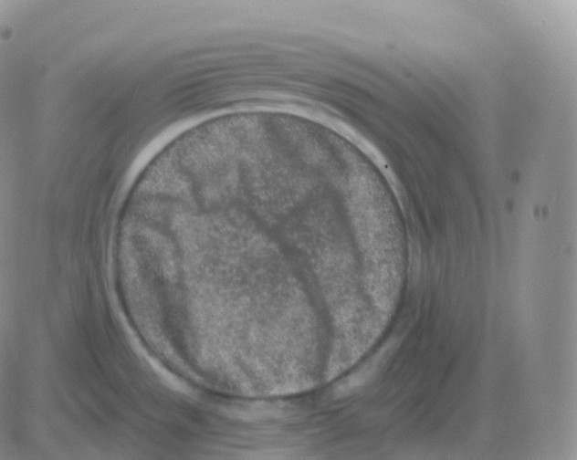 X0000082681533200702232125