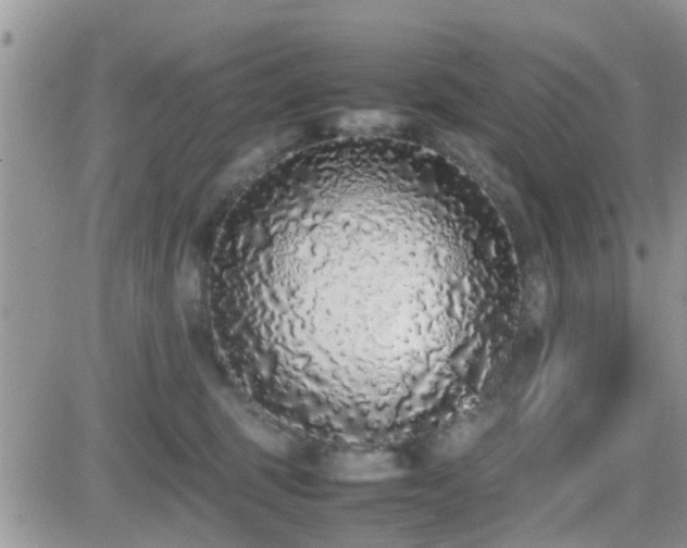 X0000082690375200701261226