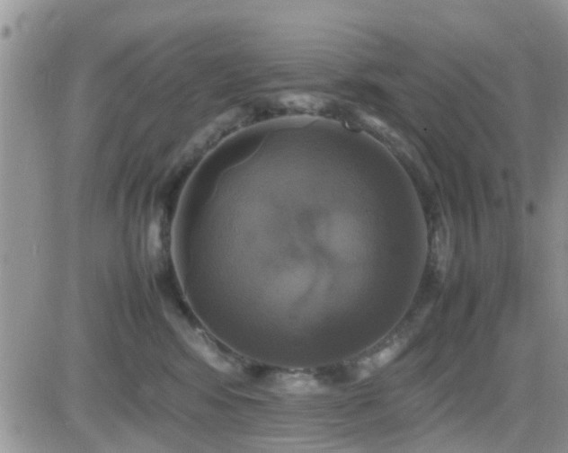 X0000082690424200701261225