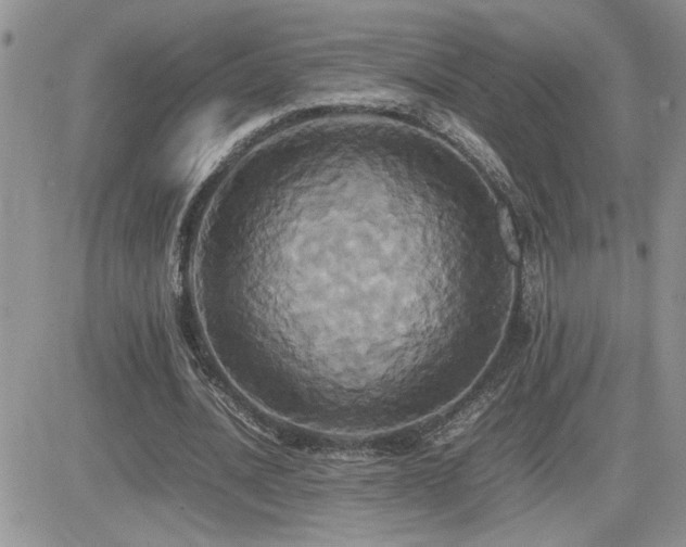 X0000082690628200701261221