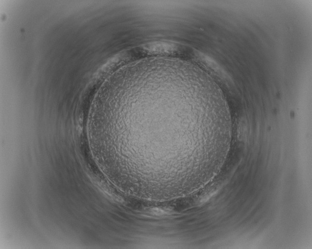 X0000082690737200701261220