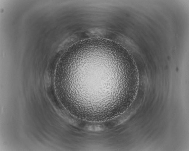 X0000082690751200701261220