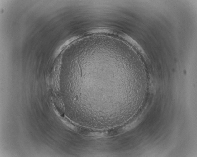 X0000082690937200701261217