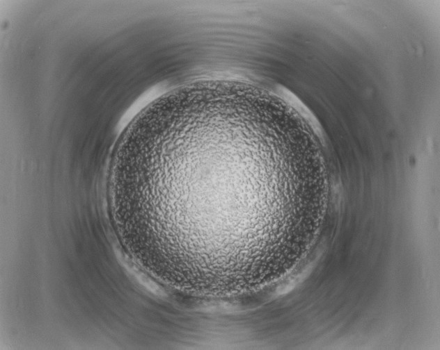 X0000082691002200701261216