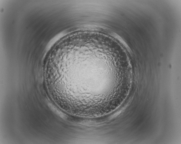 X0000082691075200701261215