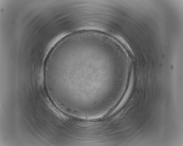 X0000082691076200701261215