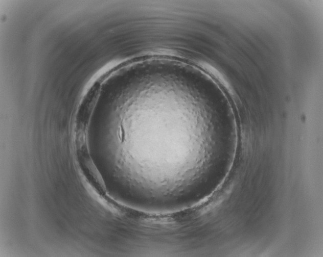 X0000082691133200701261214
