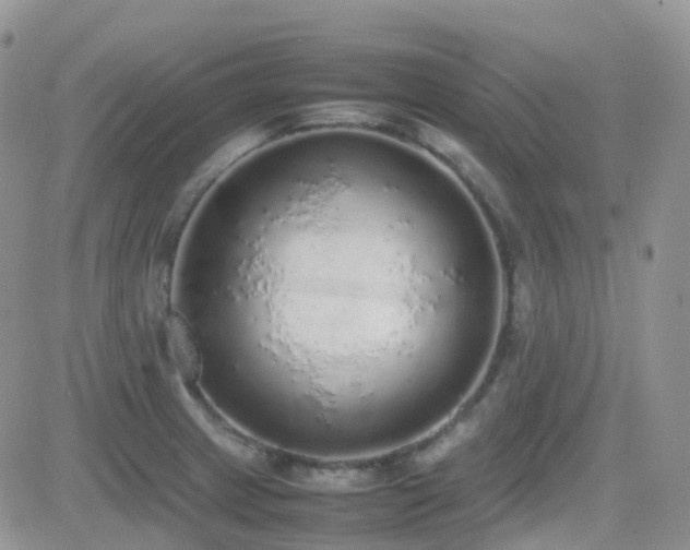 X0000082691233200701261212