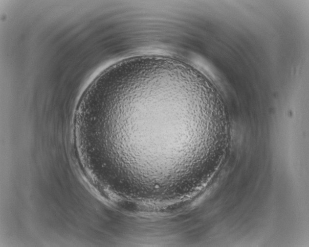 X0000082691236200701261212