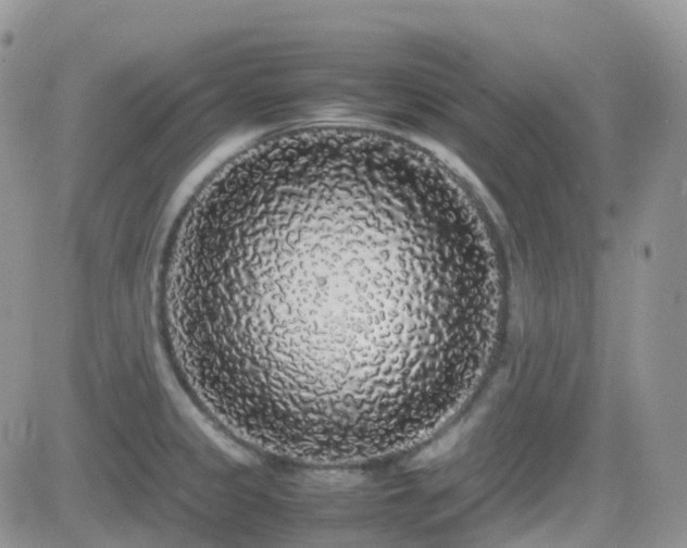 X0000082691333200701261211