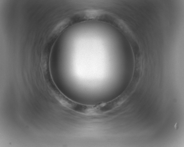 X0000082690505200702021331