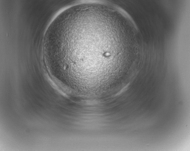 X0000082691244200702021319
