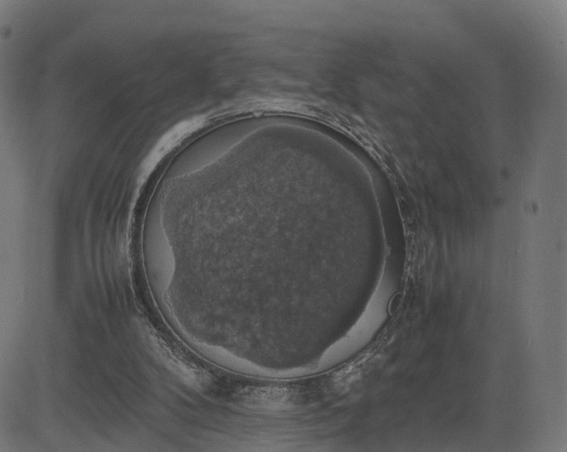 X0000082690104200702091707