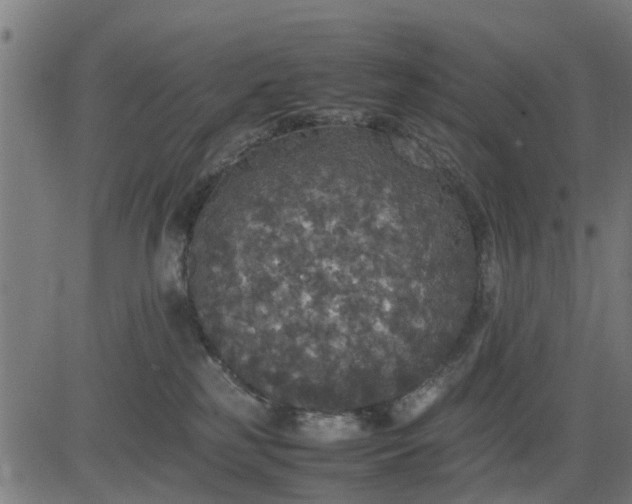 X0000082690185200702091707