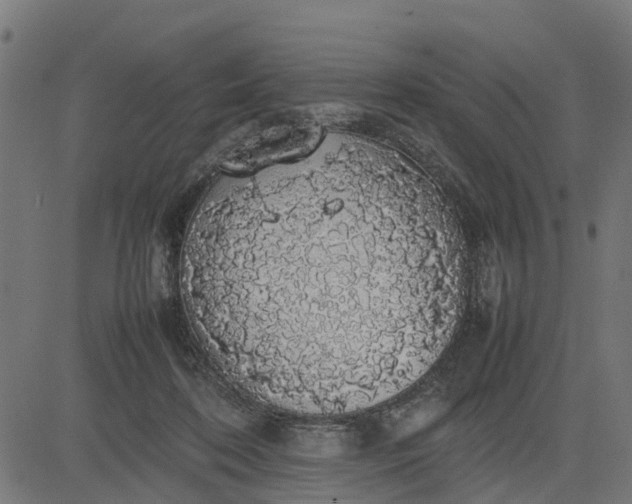 X0000082690316200702091704