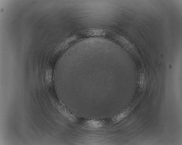 X0000082690326200702091704