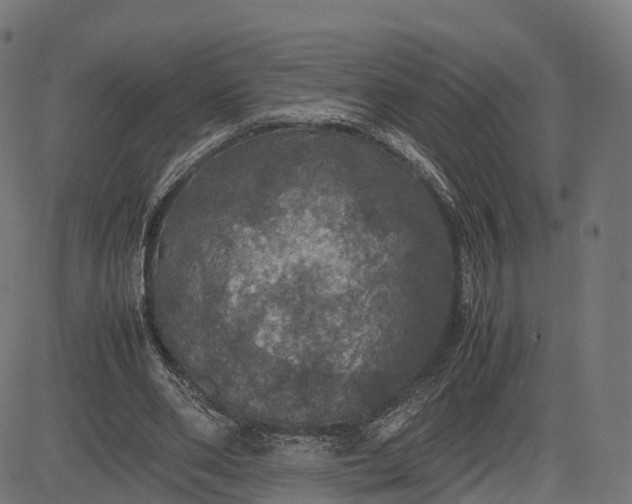 X0000082690486200702091701