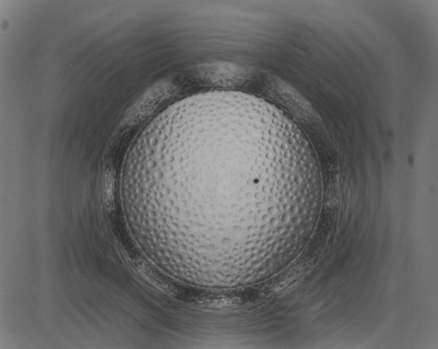 X0000082690646200702091658