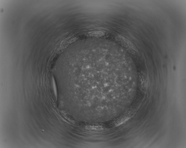 X0000082690745200702091657