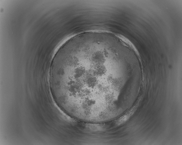 X0000082690855200702091655