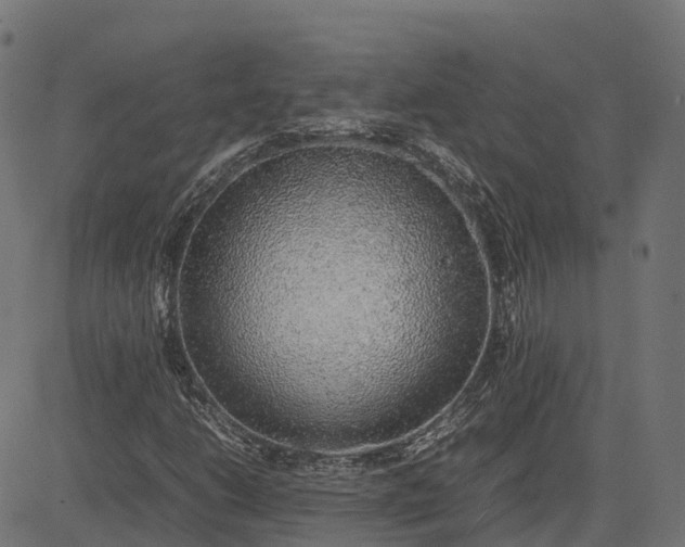 X0000082691206200702091649